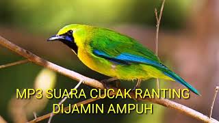 Download lagu pancingan suara burung cucak ranting 100% ampuh || dijamin mp3