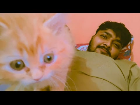 RIP lucy 😓 // lucy hmare bich nhi rhi #vlog #cat #trending 