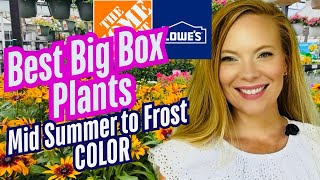 Best Plants For Mid Summer to Frost At Lowe's, Home Depot & Local Garden Centers