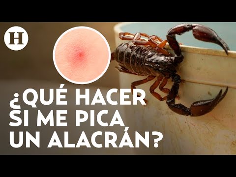 ¡Temporada de alacranes en México! Esto debes hacer en caso de ser picado por uno de estos animales