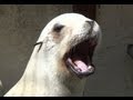Sea Lion's unique barking sounds