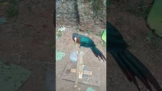 Download lagu burung kadalan birah mp3 Download lagu burung kadalan birah mp3