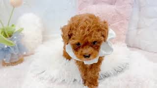 タイニープードルの動画01