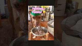 #happybirthday #handsone #Rex!  You are my #puppy forever 🥳🩷