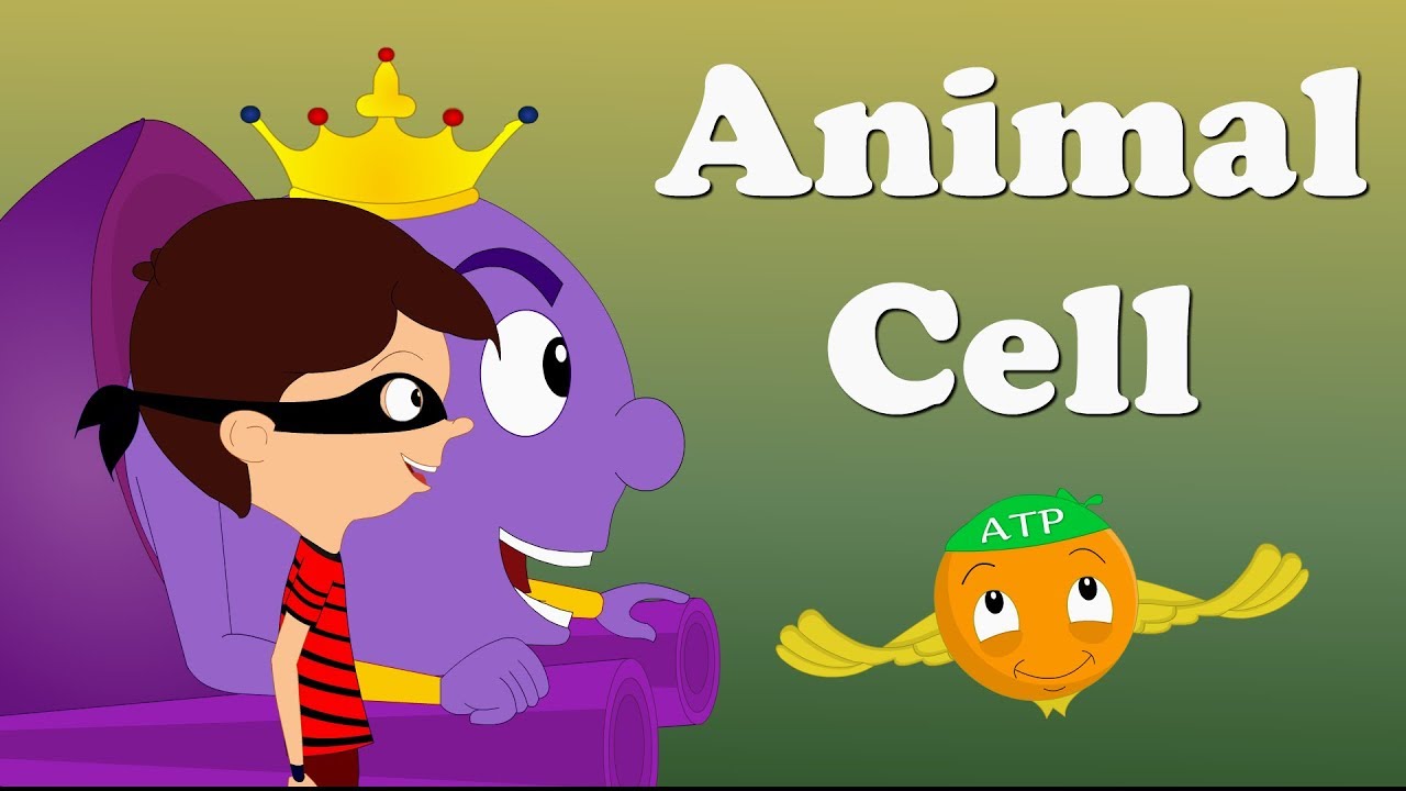 Animal Cell | #aumsum #kids #science #education #children