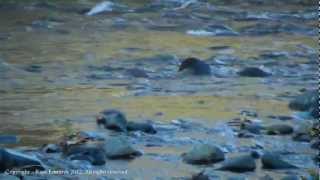 preview picture of video 'Otter Family Feeding'