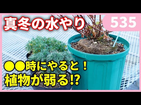 ディプラデニアに水をやる方法 冬肥料メンテナンスポット秋の葉に持ち込む必要があります