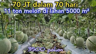 Download lagu Hanya Di Lahan Segini Bisa Hasilkan 11 Ton Buah Melon mp3 Download lagu Hanya Di Lahan Segini Bisa Hasilkan 11 Ton Buah Melon mp3