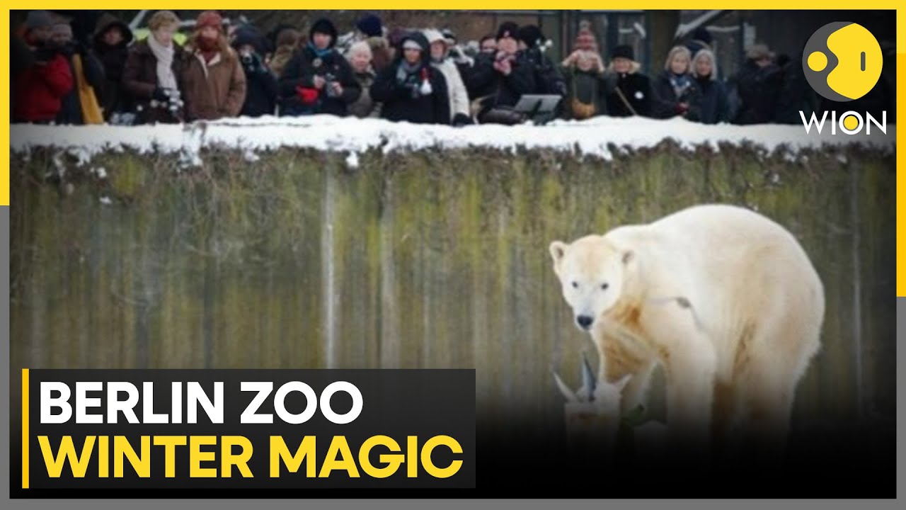 Berlin Zoo Dazzles As Winter Wonderland | WION NEWS