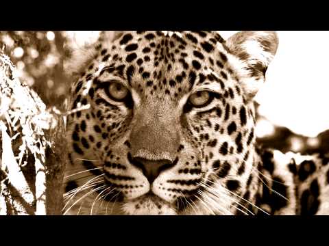 download lagu mp3 mp4 Wasis Diop, download mp3 Wasis Diop free download, download mp3 Wasis Diop