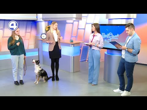 Новая программа цирка «Арлекино»