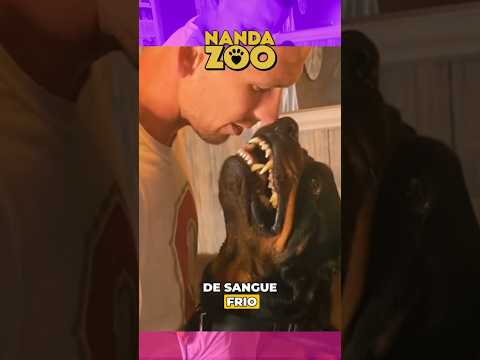 Quando um rottweiler decide te testar: O Erro de Recuar 🐕‍🦺😬 (Cena Tensa) #cachorro #animais #shorts