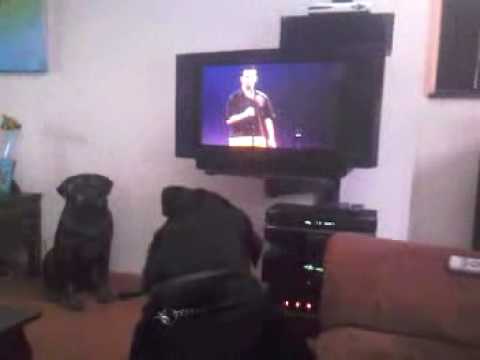 Najib  VS   Rottweiler Roxx