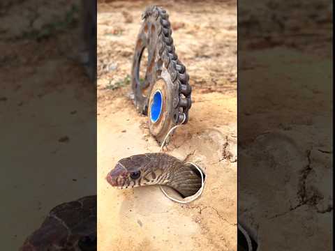 Snake trap using chains 🐍 #curiosities