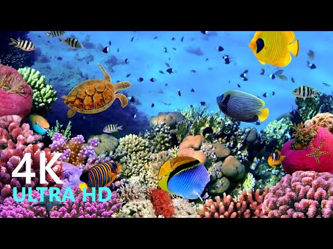 Amazing Underwater World of the Red Sea - 4K Ultra HD Video with water music for relaxation