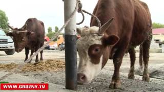 В республике сегодня вспоминают Зелимхана Кадырова