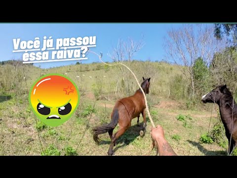 Quem diz que pega/ cavalo Selvagem Quase que me morde.
