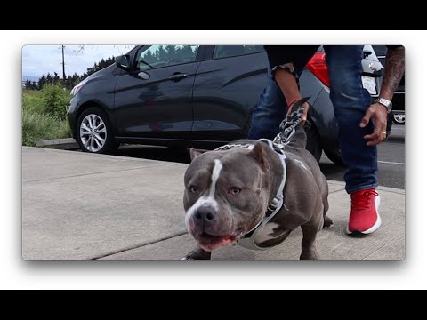 Smoove J. Charles "Big Dog" feat. Ziplok (Produced by Ya Highness) Official Music Video