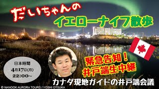 緊急配信！だいちゃんのイエローナイフ散歩