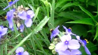 preview picture of video 'Ohio Spiderwort is a Good Native Pollinator'