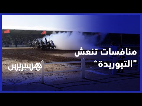 المنافسة تشتد بين فرسان "السربات" للفوز بجائزة محمد السادس الكبرى للتبوريدة