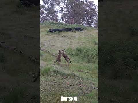Kangaroo #kungfufighting