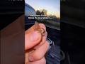 Man hand-feeds a giant horse fly to a spider.. it quickly wraps it up in its web! 😳🕸️🕷️ #shorts