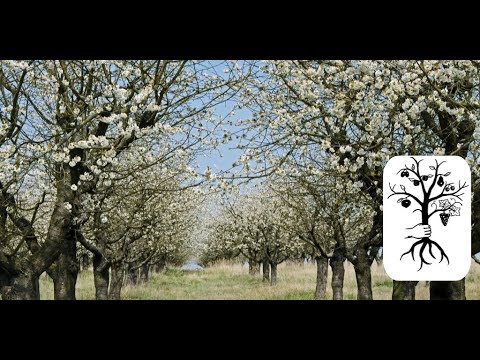 alte Obstbäume schneiden - lange ungeschnittene Bäume in Form bringen auf der Streuobstwiese