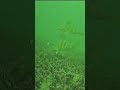 Video Thumbnail for Perch fishing #perch #shorts #fishing