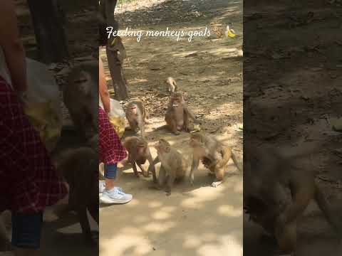 Feeding Monkeys goals🍌🐒#shorts