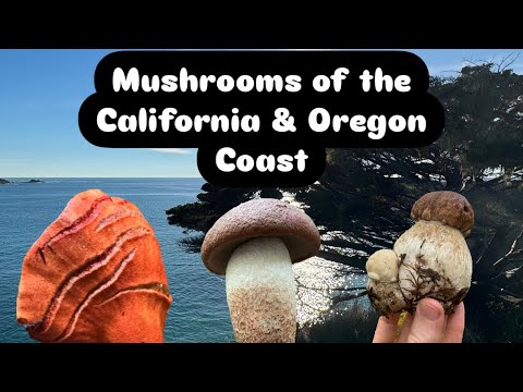 Mushroom Foraging & Identification in California and Oregon with Dr. Gordon Walker