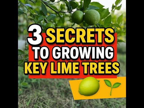 3 SECRETS to growing Key Lime Trees