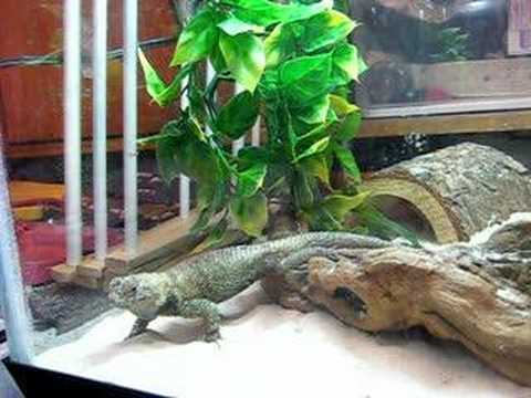 YouTube Video nR96ANk-qXM