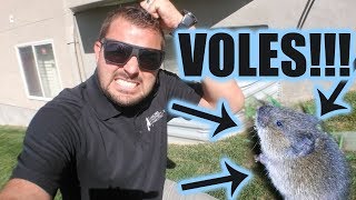 How to get rid of voles