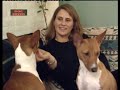 Basenji - DOG BREED - Basenji [ENG]