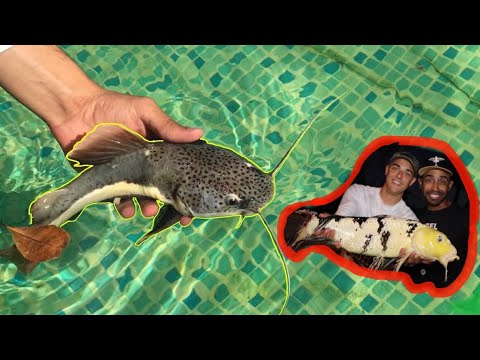 WELCOME NEW REDTAIL CATFISH INTO THE POOL POND