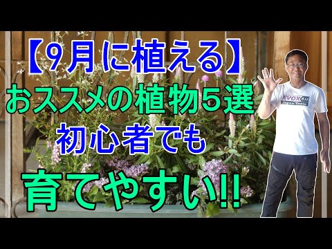 凍らない屋外植物：秋に植える10種以上  庭園