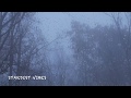 Rain & Thunder Sounds in the Foggy Forest | Thunderstorm Sounds for Sleep, Insomnia & Relaxing
