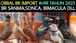 Download lagu ✅ TERNYATA SDH SEMURAH INI HARGA BRANJANGAN IMPORT TERBARU DI AHIR THN 2025 DI PASAR BURUNG PRAMUKA mp3