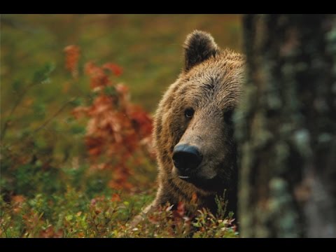 The Hammer of Ukko - Trailer #1