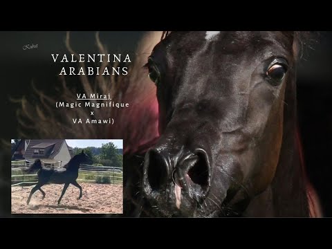 ˜”*°• 💕Black arabian Stallion shows his great trot VA Miraj (Magic Magnifique x VA Amawi)💕 •°*”˜