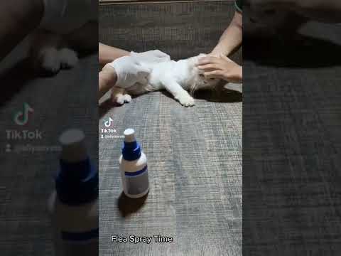 Flea Spray in Cats by Aliyan Vets #cat #flea #treatment