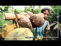 Pemetik Kelapa