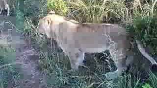 Lina &amp; Lungile on the move