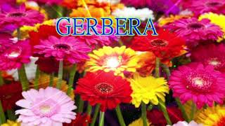 GERBERA　一時間耐久（リクエスト）