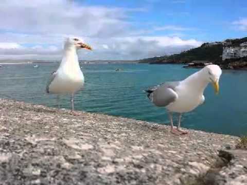 Two seagulls having a hilarious argument