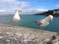 Two Seagulls Having A Hilarious Argument
