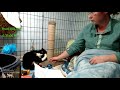 Taming The Teens Semi Ferals Tux Oliver RIP Olly