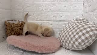 ハーフ犬の動画01