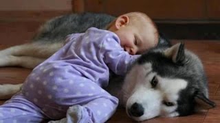 Funny Husky Dogs Love Babies